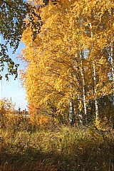 Birch in the Autumn