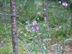 Altai Forest